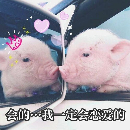猪表情包动图社会姐