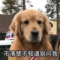 表情包看一个人金毛