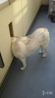  c位表情网友晒爱犬二哈半夜囧照看它的钛合金狗眼