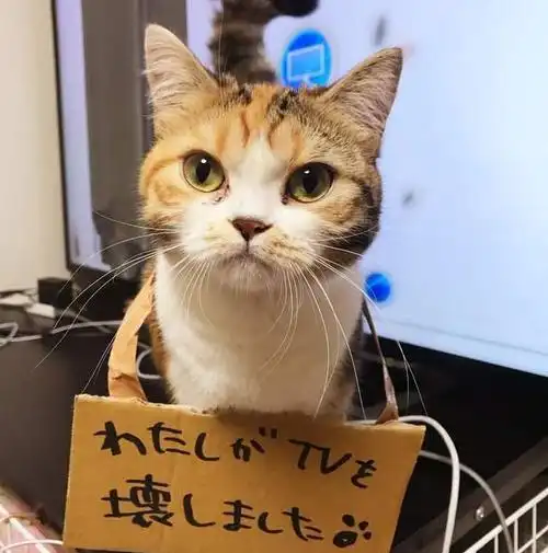  猫咪犯错后,这5种惩罚方法最有效,你试过吗