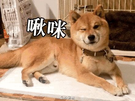  狗年话狗丨那些和狗有关的梗你知道吗