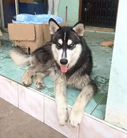  哈士奇作死挑衅马蜂,结果整颗狗头都废了,笑到胃疼