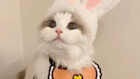  抖音猫猫合辑