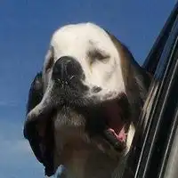 狗龇牙笑表情包gif