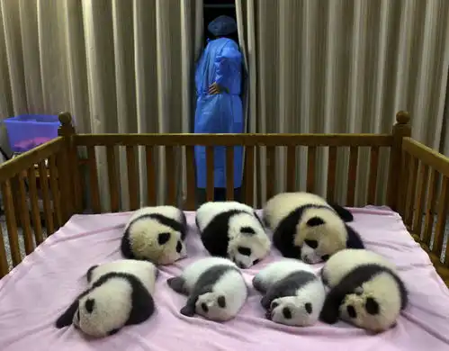  趣味图集萌翻人的宠物摄影