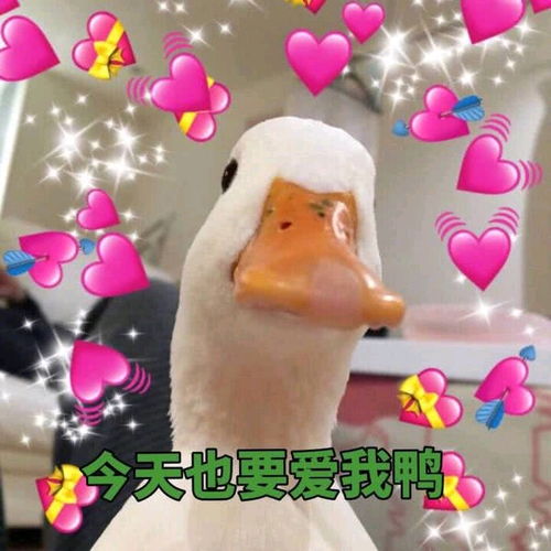  三玖天下第一冲鸭表情包熊猫篇