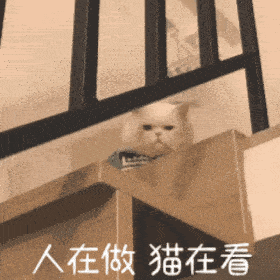  猫咪球球动图表情包