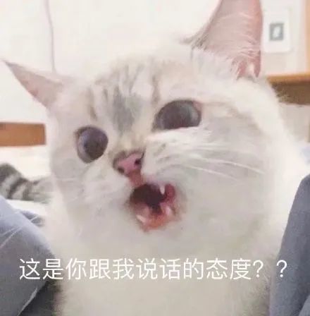  猫猫表情包系列这是你跟我说话的态度