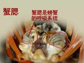 当心秋天吃螃蟹,四个部位千万不能吃