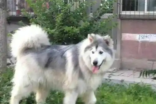  阿拉斯加毛发梳理,相信我,没你想的那么难