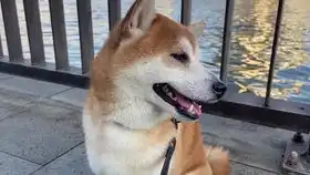 掐柴犬脸蛋表情