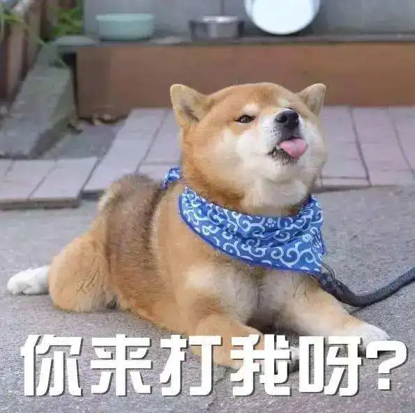 冬季养狗指南科学养狗子,拒绝以胖为美 冬季养狗指南科学养狗子,拒绝以胖为美