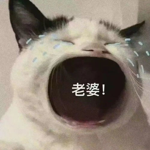  表情包生活费篇