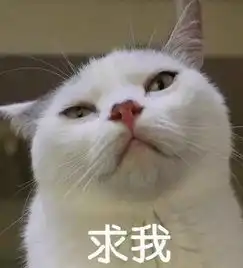 php表情包猫咪