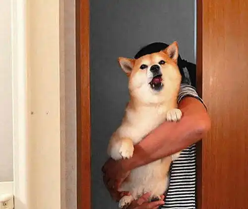  柴犬被主人拽去洗澡,掉进浴缸后的操作过于真实一看就是练家子