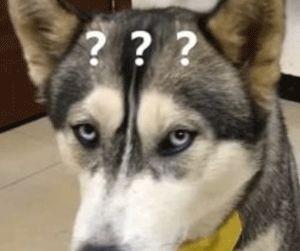  主人给家里的哈士奇买了个礼物,二哈你买的是什么鬼