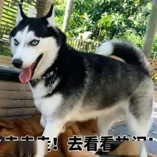  车子里突然探出一只狗头这位网友的经历让无数人羡慕