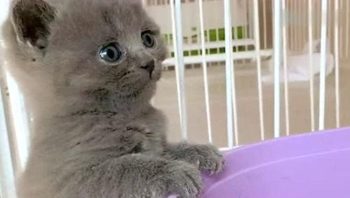  主人摸了两下小猫咪的爪子,小猫咪就露出委屈的表情,太萌了