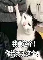  我凭本事省钱养的猫,轮不到你来指手画脚