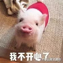  带宠物猪坐火车被拦,她说猪是我孩子,凭啥不让带