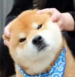  柴犬专业生产各种表情包