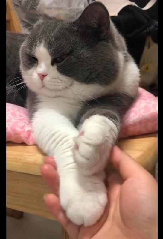  主人刚碰了猫咪的爪子,它就马上缩了回去,表情很嫌弃别碰我