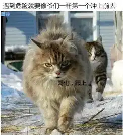  出来混,气场很重要,论一只喵气场的重要性