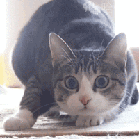  搞笑猫咪表情包前方高能,一大波沙雕猫正在接近
