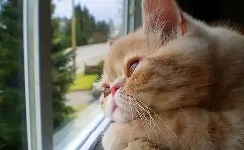  告诉你个秘密猫咪把你当父母,才会有这些举动