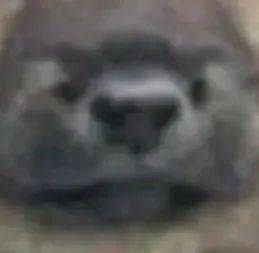  道理都懂,但为什么一只狗有两个狗头
