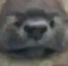  道理都懂,但为什么一只狗有两个狗头