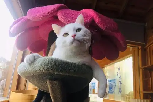  奶牛猫都是什么来着社会你球哥,喵狠表情多