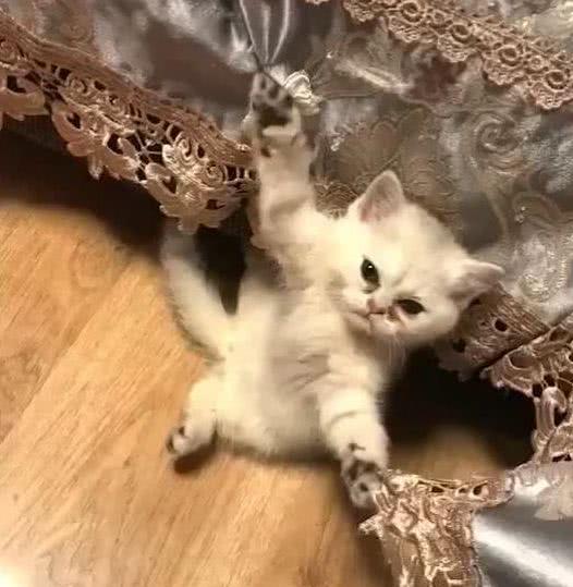  小奶猫不慎从窗台堕下,爪子勾住窗帘,这小表情逗乐铲屎官