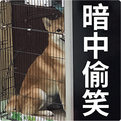  柴犬齐天熊孩子篇表情包