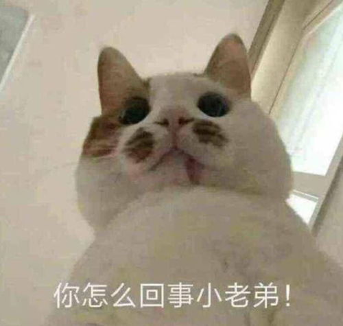 兔子吞脑袋表情包一套沙雕