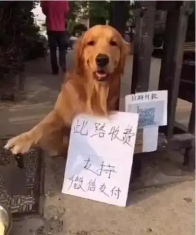傅园慧表情包斗图金毛