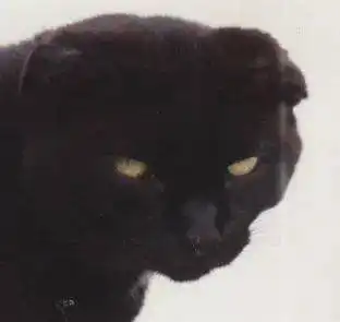  关于猫咪奇怪的耳朵形状