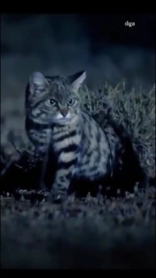  我可不是普通的小猫咪