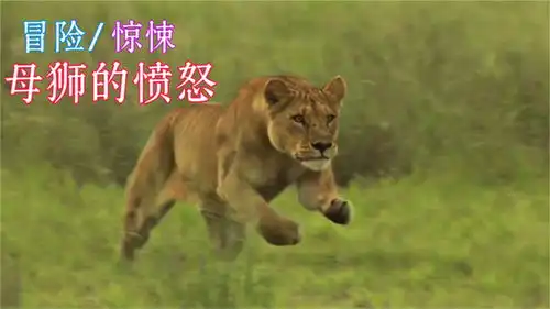  野牛欺负小狮子,母狮愤怒回击,鬣狗都跑了9分纪录片