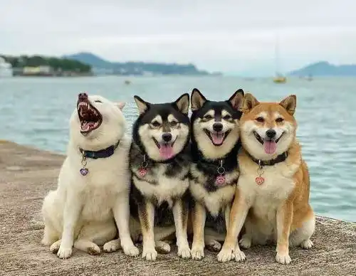  王思聪手撕孙一宁闹成悲剧,吃瓜网友还不如养只柴犬