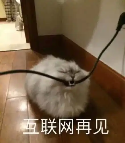 表情包分类养猫
