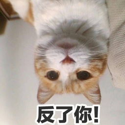  表情包小奶猫老公,小心心给你肥猫我只想好好当几天废人