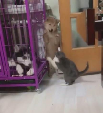  柴犬被猫咪欺负认怂,二哈在一旁表情亮了,二哈既生哈何生猫啊