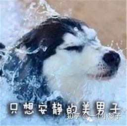  柯基犬有什么特点,好养吗
