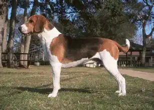  比比格大的犬叫什么