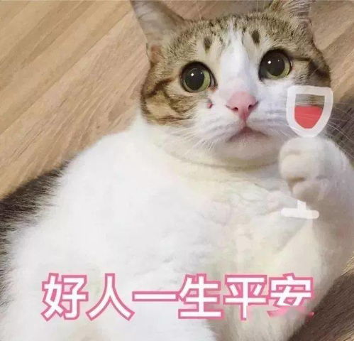  猫咪表情包接下来你是不是要凶我了