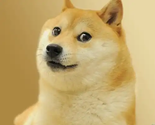 狗头表情包原型doge