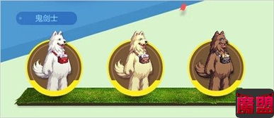  dnf里来了新动物萌萌动物园套装外观一览