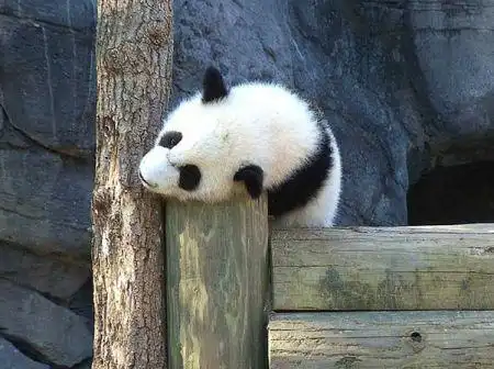  大熊猫的起源和进化历程白熊灭绝小熊猫受威物种濒危物种野生动物网易订阅