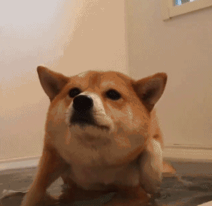  这绝对是史上最全的柴犬表情包了